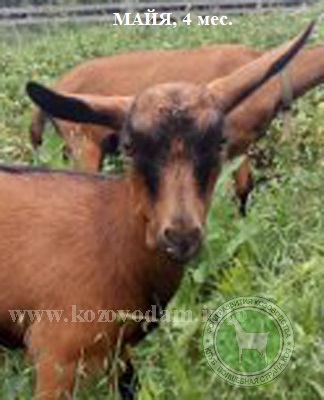 Майя 2 Анжела Никитина