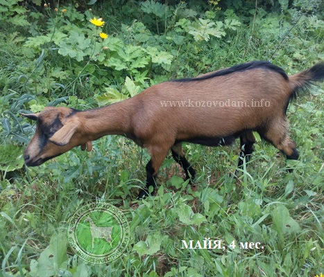 Майя 4 Анжела Никитина