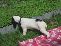 Ловит с грядки муравьёв.