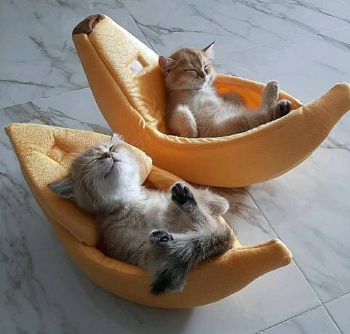 котята в лежачках