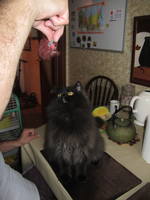 VFL.RU - ваш фотохостинг