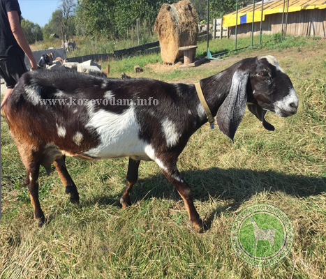 Изабэлла 2 Наталия71