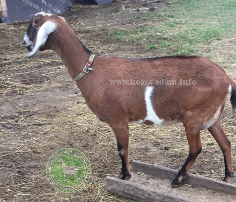 Кнопа 2 Наталия71