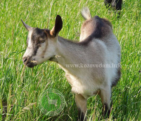 Джастин 3 Irateplay