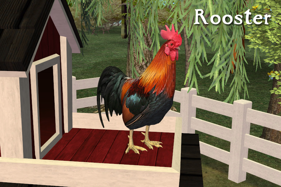 chickens-rooster
