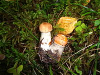 VFL.RU - ваш фотохостинг