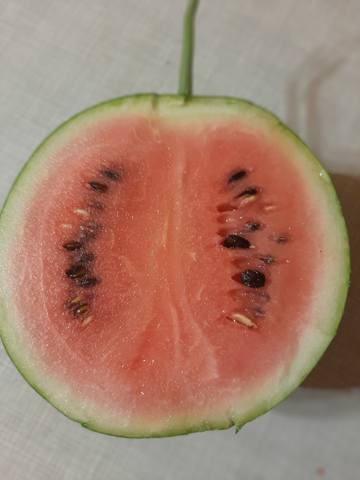 Tapтaлeтки & Ко