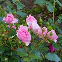 VFL.RU - ваш фотохостинг