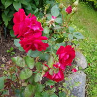 VFL.RU - ваш фотохостинг