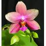 phalaenopsis liodoro 1