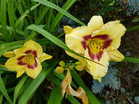 VFL.RU - ваш фотохостинг