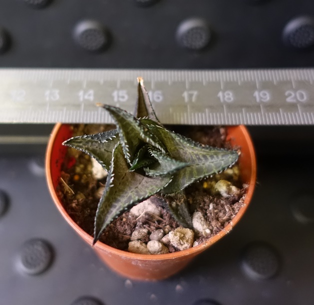 Haworthia tesselata