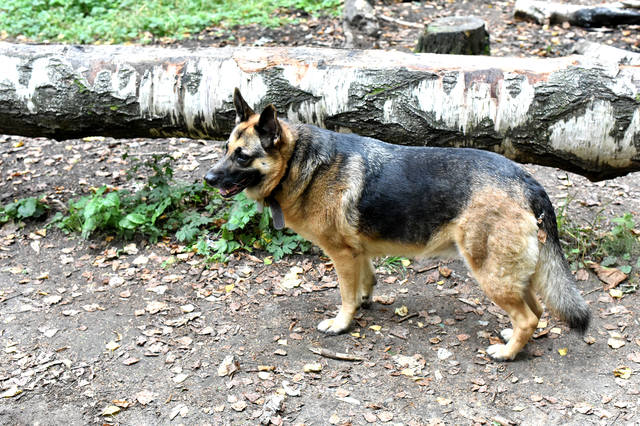 Sheepdog without a tail (PHOTO) - Gorodprizrak