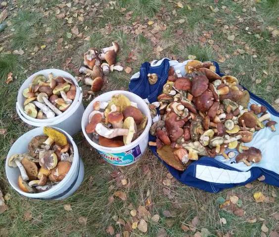 Чайная беседка