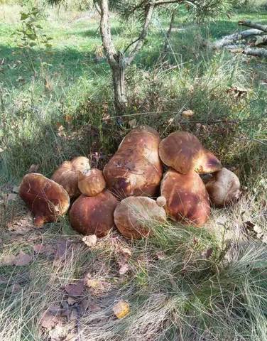 Чайная беседка