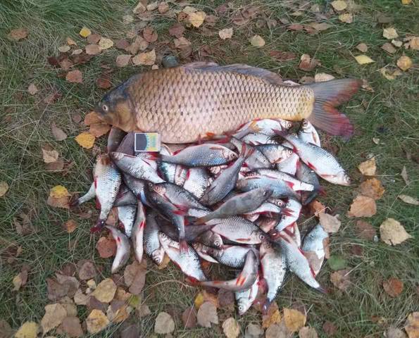 Чайная беседка