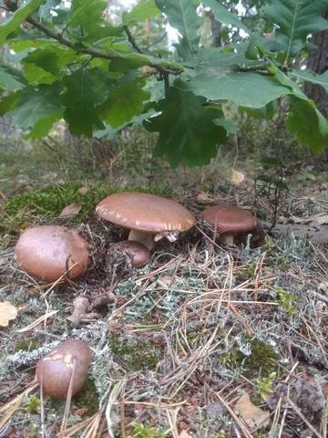 Чайная беседка