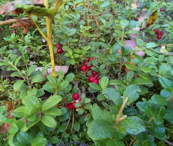 Чайная беседка