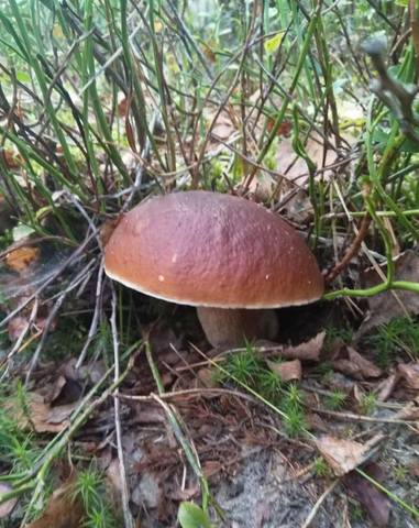 Чайная беседка