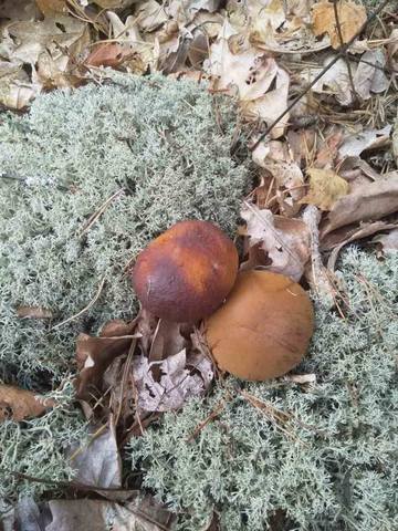 Чайная беседка