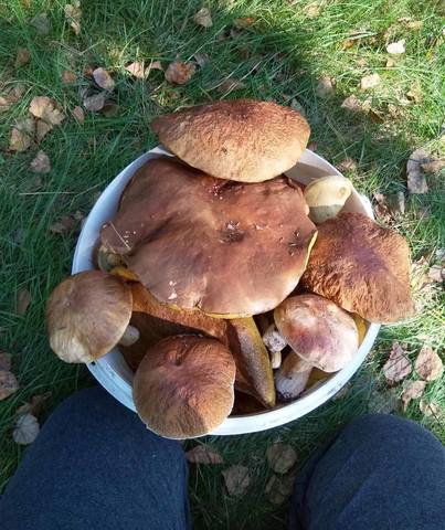 По грибы с лукошком