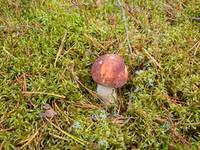 VFL.RU - ваш фотохостинг