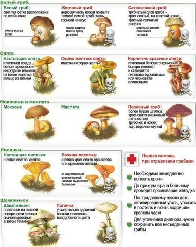 По грибы с лукошком