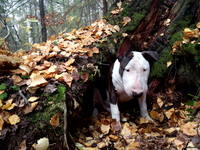 VFL.RU - ваш фотохостинг