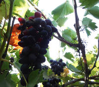 VFL.RU - ваш фотохостинг