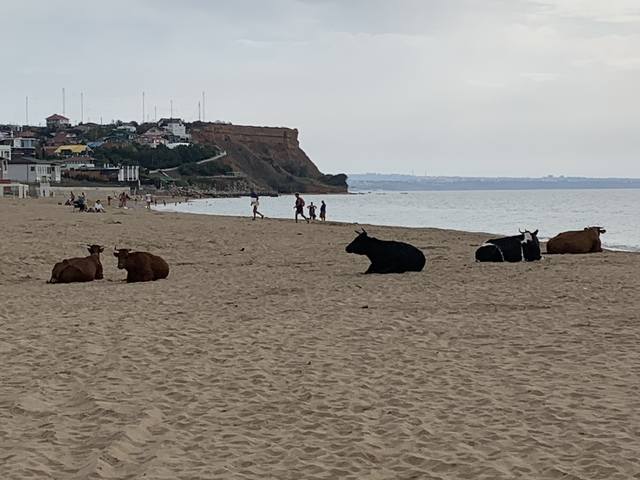 Фотонастроение