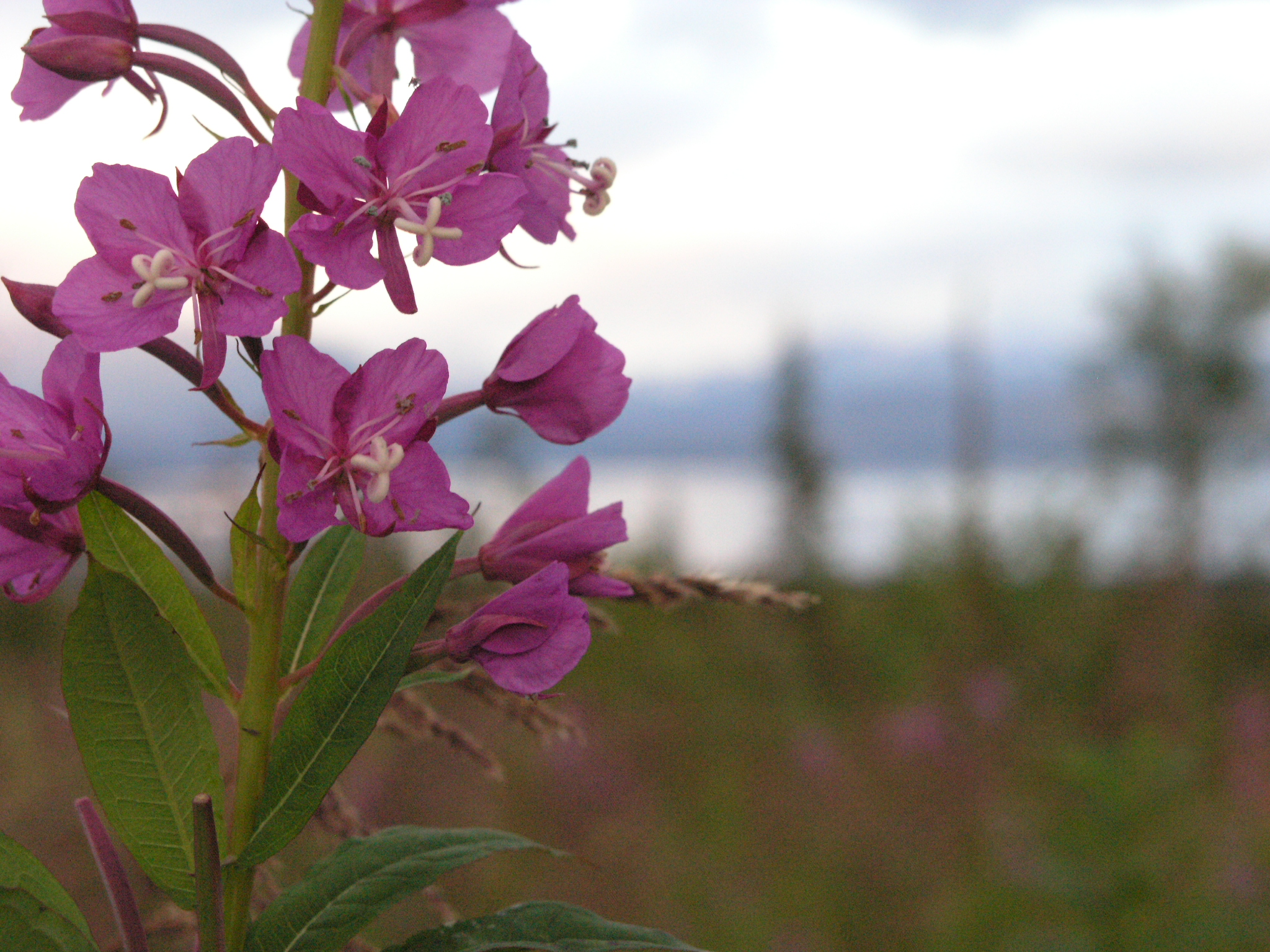 Fireweed in Homer More of this beautiful flower.