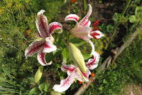 VFL.RU - ваш фотохостинг