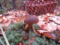 VFL.RU - ваш фотохостинг