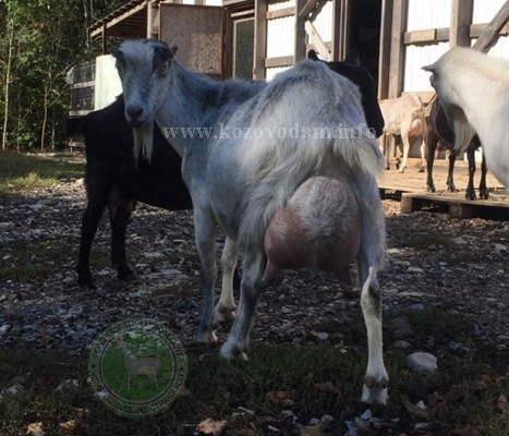 Гелик мать Кукла Ученик