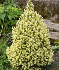 Picea glauca Maingold