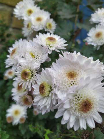 Чайная беседка