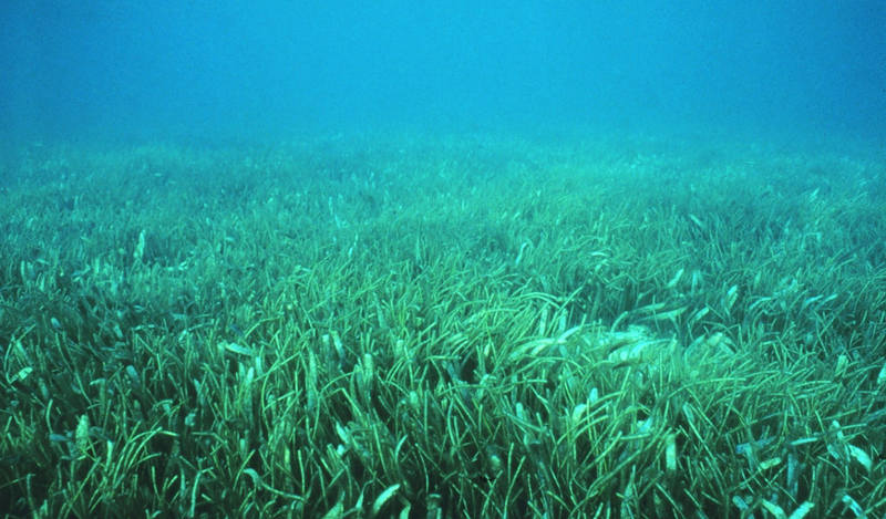 Морские «пчелы» опыляют подводную траву