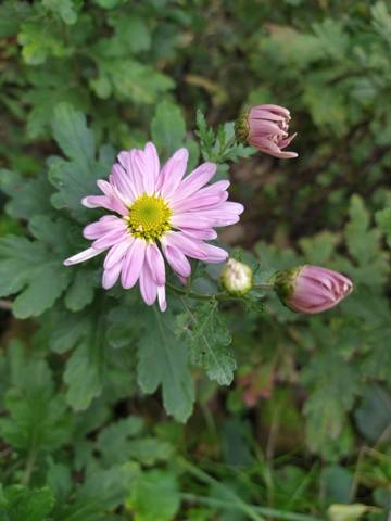 Чайная беседка