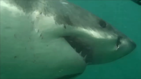 Наверное, всё-таки сноркелинг. Фотоохота на белых акул.