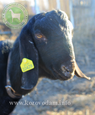 Блек Джек 1 Воробьева копия