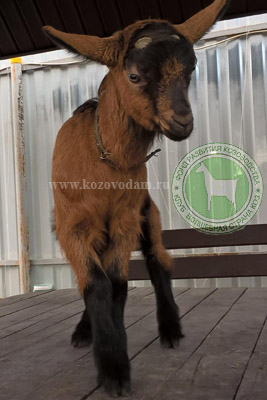 Радек 1 натвладмед