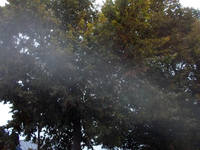 Зеленая липа 1