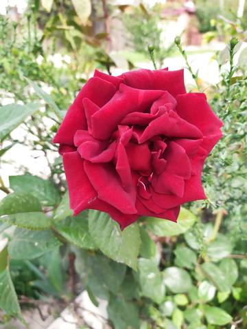 Чайная беседка