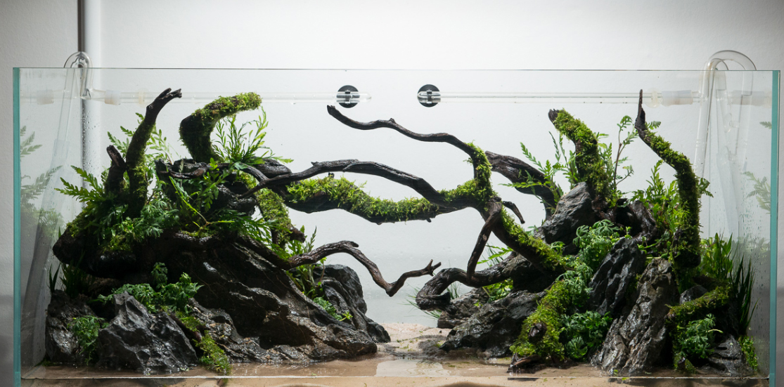Aquascaping Rocks And Driftwood Images