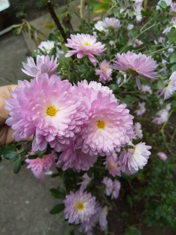 Чайная беседка