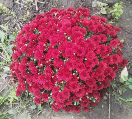 Чайная беседка