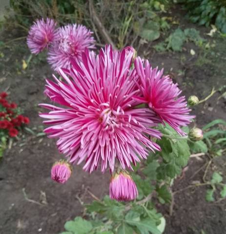 Чайная беседка