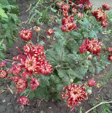 Чайная беседка