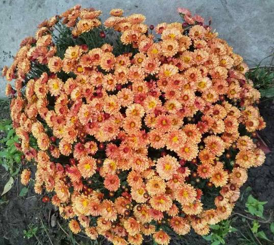 Чайная беседка