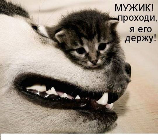 http://images.vfl.ru/ii/1604927000/eced834c/32242196_m.jpg